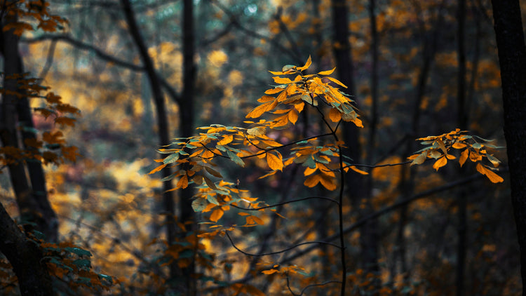 En skov med blade i efterårsfarver