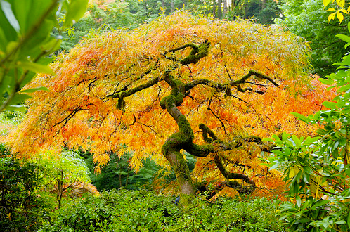 Japansk løn (Acer palmatum) med flot orange efterårsløv