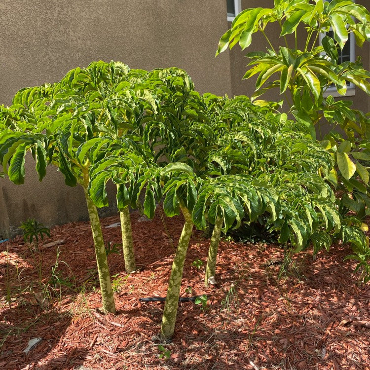 Amorphophallus (Amorphophallus bulbifer) bladvækst