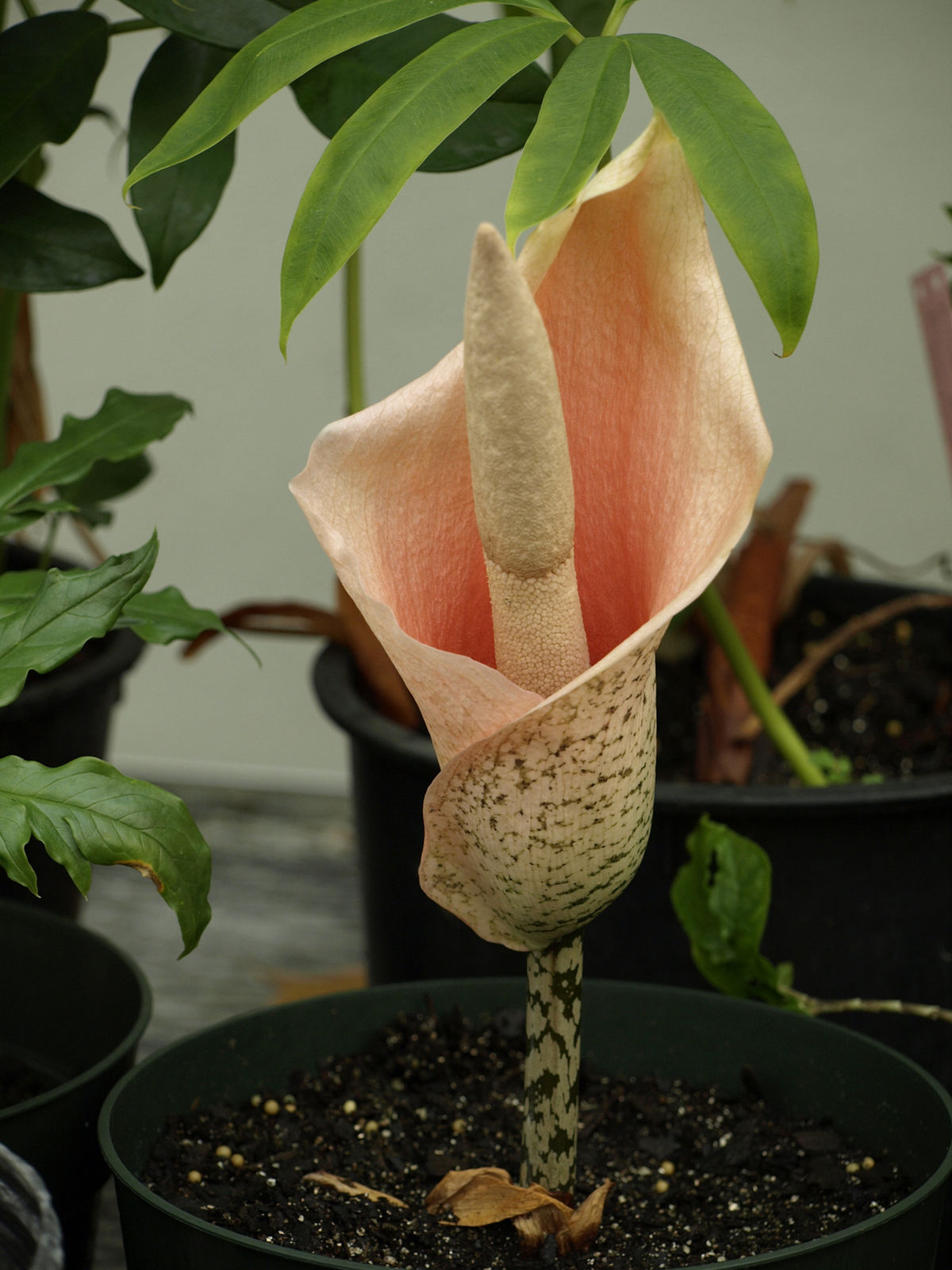 Den smukke lyserøde blomst af Amorphophallus (Amorphophallus bulbifer)