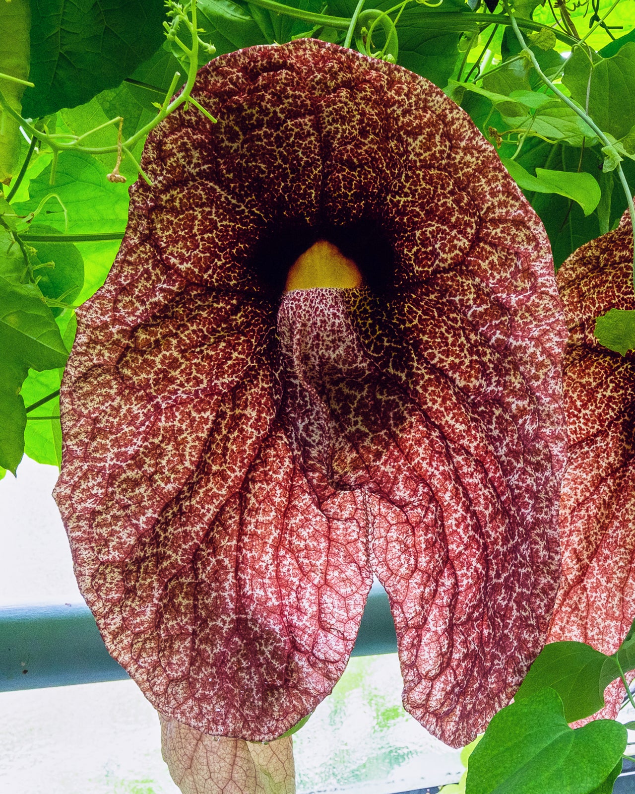De store og imponerende blomster af Kæmpe tobakspibeplante (Aristolochia gigantea)