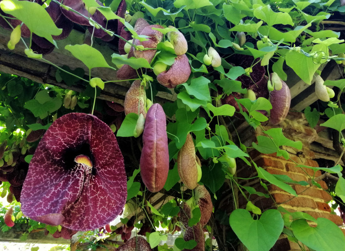 Blomstrende Kæmpe tobakspibeplante (Aristolochia gigantea)