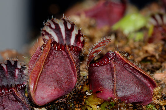 Nærbillede af de flotte kander hos Australsk kandebærer (Cephalotus follicularis)