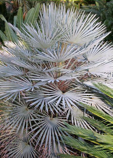 Den smukke blå variant af viftepalmen (Chamaerops humilis var. cerifera)