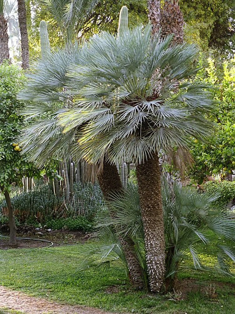 Store eksemplarer af blå viftepalme (Chamaerops humilis var. cerifera)