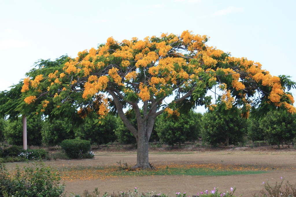 Det smukke og sjældne gul-blomstrende Flammetræ (Delonix regia "Flavida")
