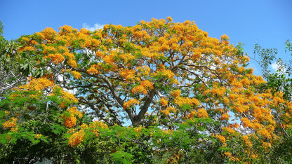 Flammetræ (Delonix regia "Flavida") med gule blomster i stedet for de normale røde blomster