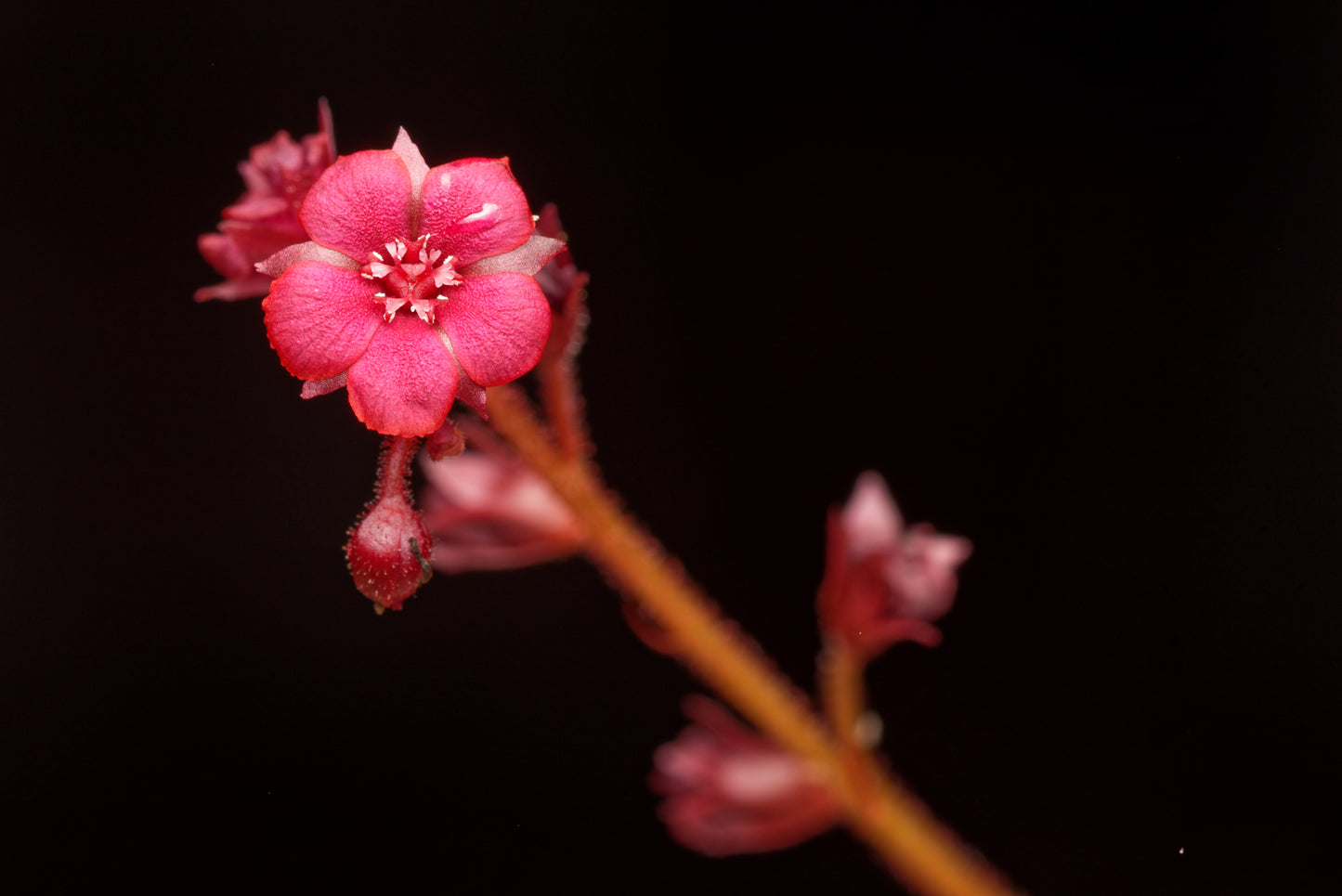 Den smukke, stjernede formede blomst hos Drosera andromeda