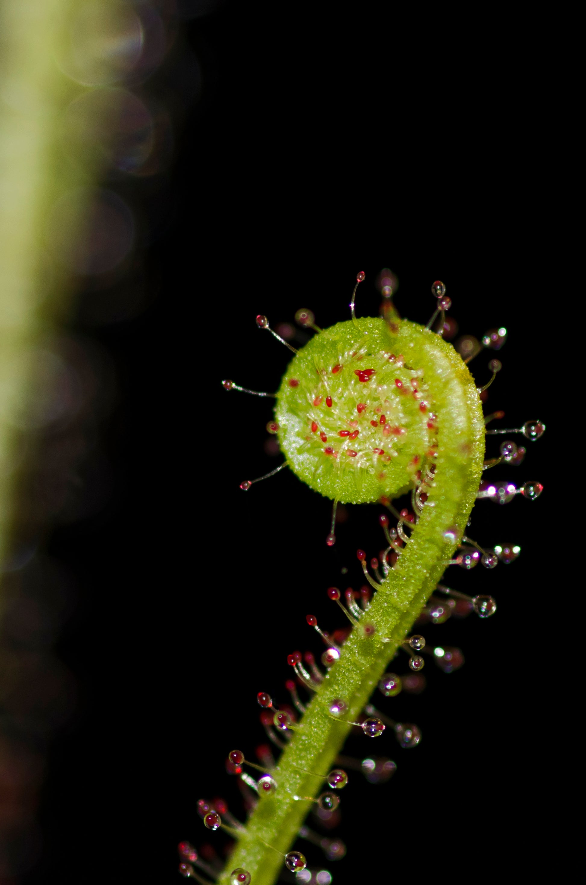 Trådbladet Soldug (Drosera filiformis) med blad igang med at udfolde sig