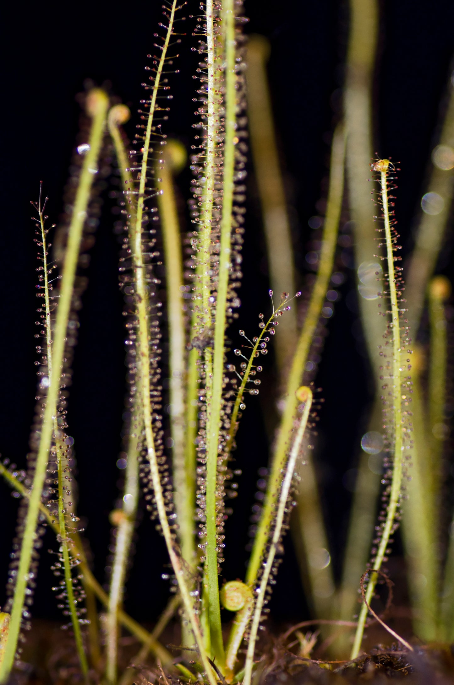 Trådbladet Soldug (Drosera filiformis)