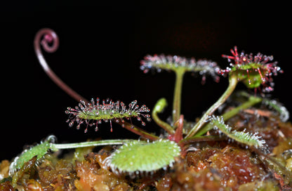 Queensland Soldug (Drosera prolifera) med begyndende blomsterstilk