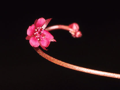 De stjerneformede og røde blosmter fra Queensland Soldug (Drosera prolifera)