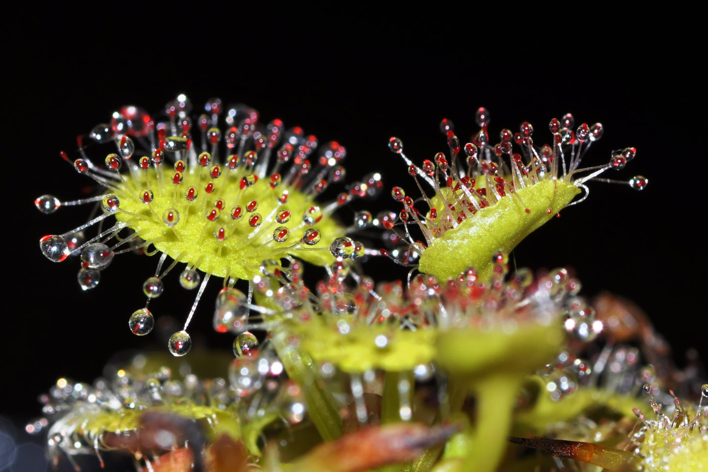 Den sjældne og spændende kødædende plante Queensland Soldug (Drosera prolifera)