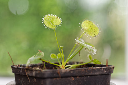 Queensland Soldug (Drosera prolifera) i en lille potte