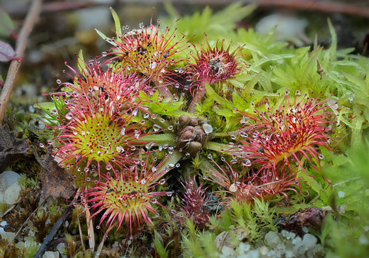 Rundblättriger Sonnentau (Drosera rotundifolia) | Samen, 15 Stk.