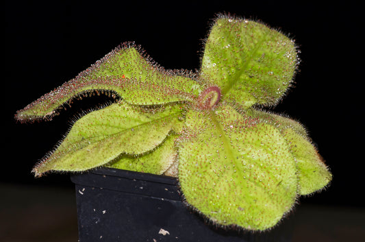 Den sjældne og smukke kødædende plante Queensland Soldug (Drosera schizandra)