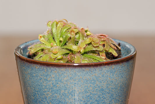 Blå potte med lille gruppe af Alice Soldug (Drosera aliciae)