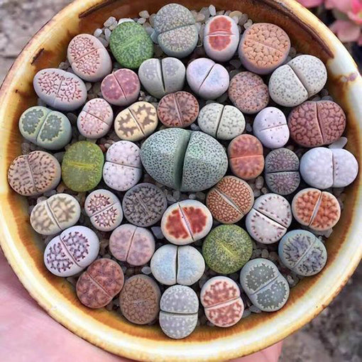 Flot blanding af forskellige levende sten planter (Lithops)