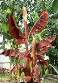 Rubinrød Prydbanan (Musa acuminata "Siam ruby")