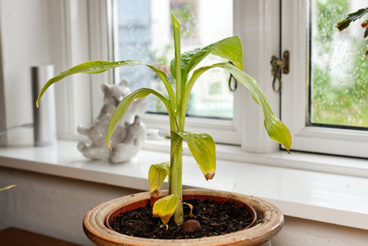 Lille plante af den Japanske banan (Musa basjoo)