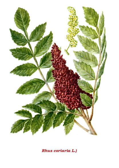 Florabillede af Sumak (Rhus coriaria)