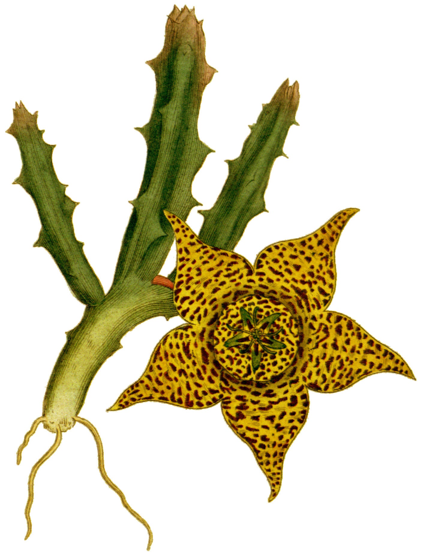 Botanisk tegning af Ordensstjerne (Stapelia variegata)