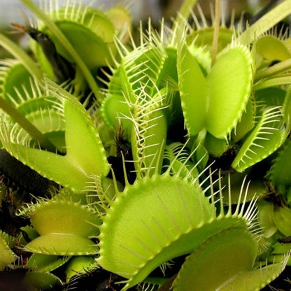 Grøn variant af Venus fluefanger (Dionaea muscipula)