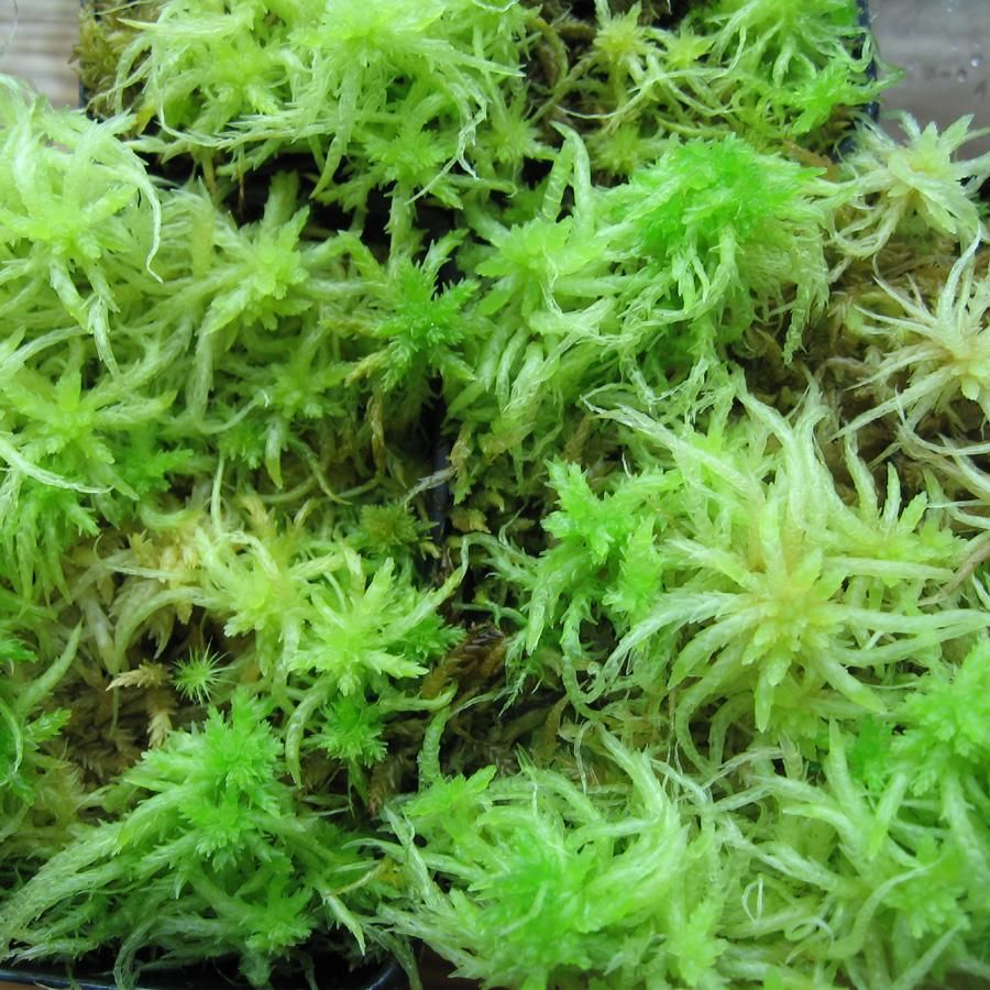 Terrariemos: Levende sphagnum